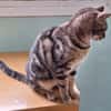 Sanfte, freundliche Katze Marta