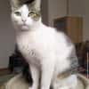 Brian FIV+ sucht dich