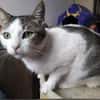 Brian FIV+ sucht dich