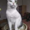 Brian FIV+ sucht dich