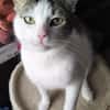 Brian FIV+ sucht dich