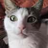 Brian FIV+ sucht dich