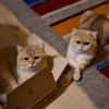 Karlchen und louis