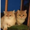 Karlchen und louis