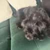 Struppi sucht ein Zuhause