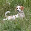 Sunny - gute Laune auf Familiensuche