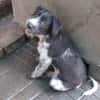 Lilo, nettes Hundemädchen sucht Zuhause
