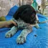 Lilo, nettes Hundemädchen sucht Zuhause