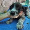 Lilo, nettes Hundemädchen sucht Zuhause