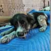 Lilo, nettes Hundemädchen sucht Zuhause