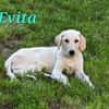 EVITA