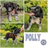 POLLY -rundum tolles Hundekind-