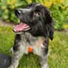 POLLY -rundum tolles Hundekind-