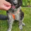 POLLY -rundum tolles Hundekind-