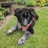 POLLY -rundum tolles Hundekind-