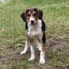 Mia - Körbchen zum Träumen gesucht