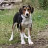 Mia - Körbchen zum Träumen gesucht