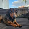 Malna sucht neues Zuhause