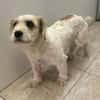 Rico, allerliebster Hund sucht Familie
