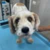 Rico, allerliebster Hund sucht Familie