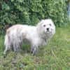 Rico, allerliebster Hund sucht Familie