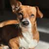 Nala, Prinzessin sucht Zuhause