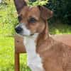 Nala, Prinzessin sucht Zuhause