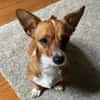 Nala, Prinzessin sucht Zuhause