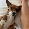 Nala, Prinzessin sucht Zuhause
