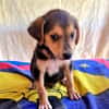 Bruno sucht ein Zuhause