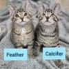Feather und Calcifer