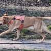 Traumhund Piloto