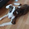 Mickey, freundlicher, taffer Welpe