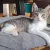 Sylvestre