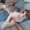 Sylvestre