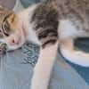 Sylvestre
