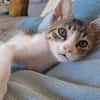 Sylvestre
