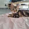 ARNA