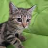 ARNA