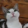BLANDINE