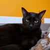 PITCHOU