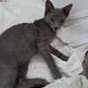 AHORA, chaton créole femelle
