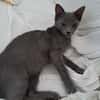 AHORA, chaton créole femelle