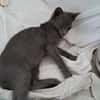AHORA, chaton créole femelle