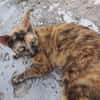 SPHINXY, chat femelle européen