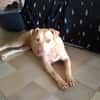 PHOENIX Croisée Labrador Femelle junior