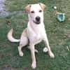 BUDY le magnifique