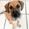Pepsy, mâle croisé, né le 20/04/2025🐶