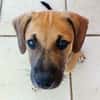 Pepsy, mâle croisé, né le 20/04/2025🐶