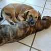 Pepsy, mâle croisé, né le 20/04/2025🐶